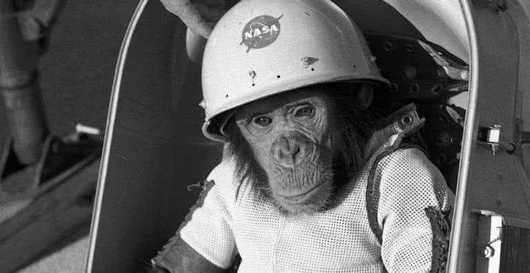 Ham pouco antes de sua viagem para o espaço em 1961 - Wikimedia Commons