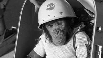 Ham pouco antes de sua viagem para o espaço em 1961 - Wikimedia Commons