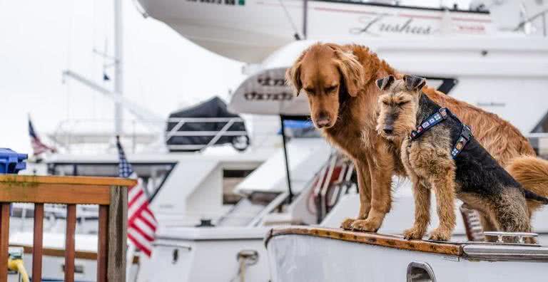 Imagem ilustrativa de dois cachorros em um barco - Pixabay