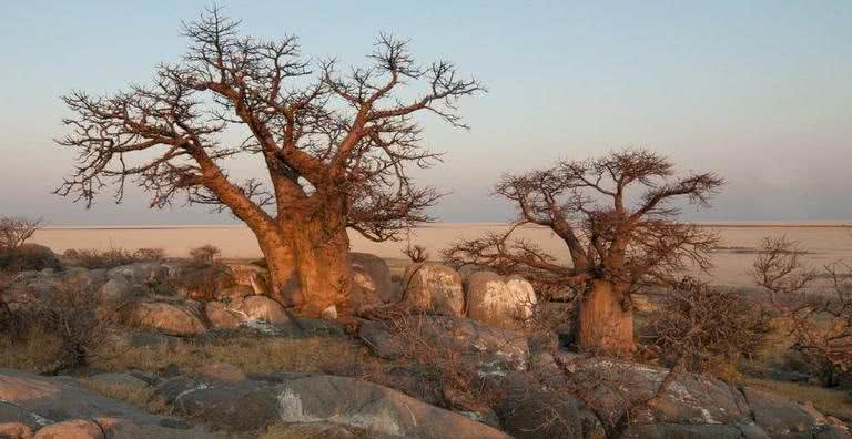Imagem ilustrativa de árvores baobá - Pixabay