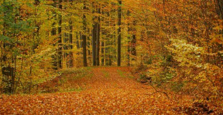 Floresta durante o outono - Pixabay
