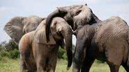Elefantes na savana da África - Pixabay