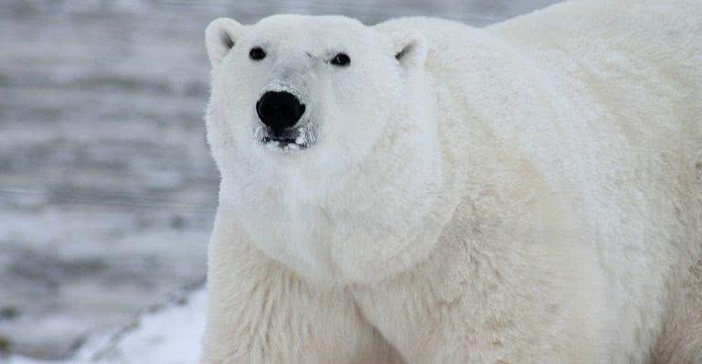Urso-polar em seu habitat natural - Pixabay