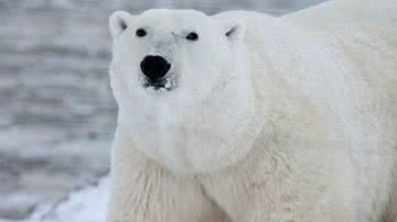 Urso-polar em seu habitat natural - Pixabay