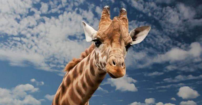 Imagem ilustrativa de uma girafa - Pixabay