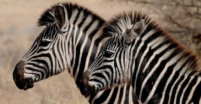 Zebras em seu habitat natural - Pixabay