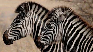 Zebras em seu habitat natural - Pixabay