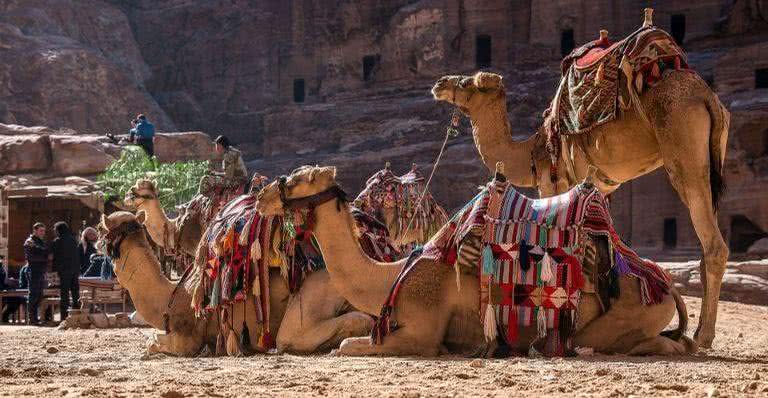 Camelos e dromedários na Jordânia - Pixabay