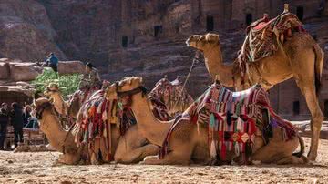 Camelos e dromedários na Jordânia - Pixabay