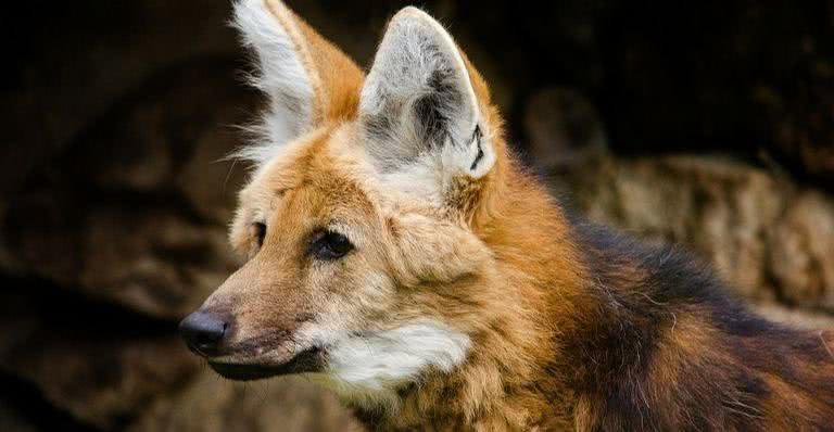 Lobo-guará em seu habitat natural - Pixabay