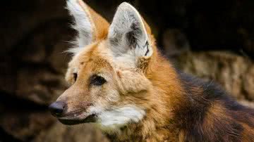 Lobo-guará em seu habitat natural - Pixabay
