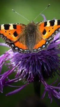5 curiosidades sobre as borboletas