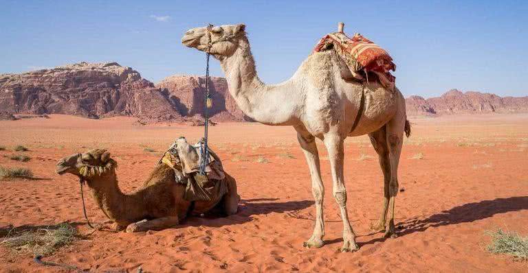 Camelos no deserto - Pixabay