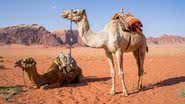 Camelos no deserto - Pixabay