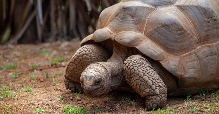 Tartaruga-gigante-de-seychelles, a campeã das tartarugas - Pixabay