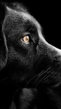 5 raças mais inteligentes de cachorros