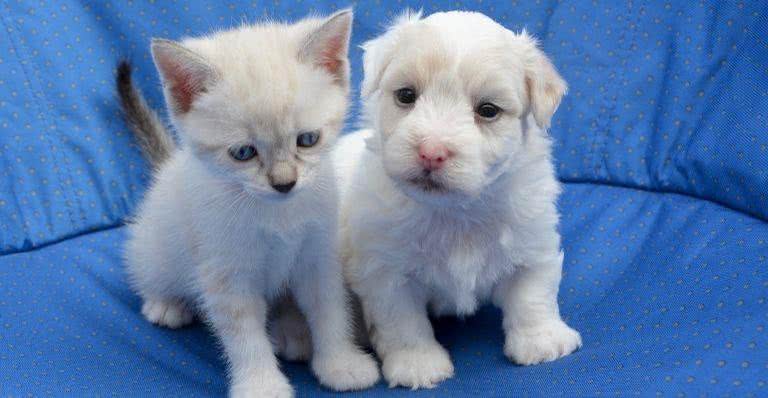Filhotes de gato e cachorro - Pixabay
