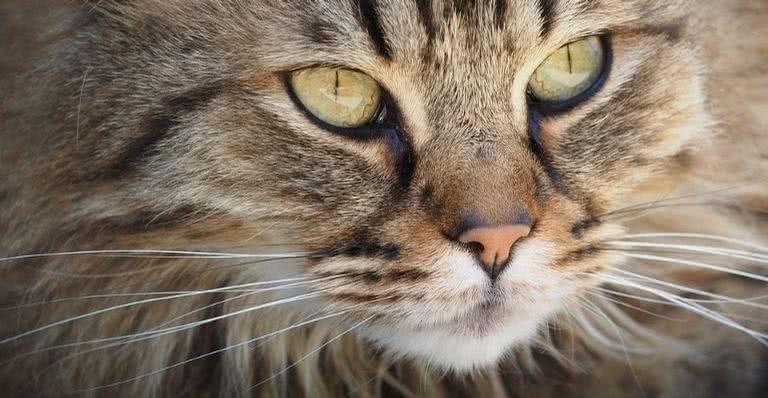 Imagem ilustrativa de um gato - Pixabay