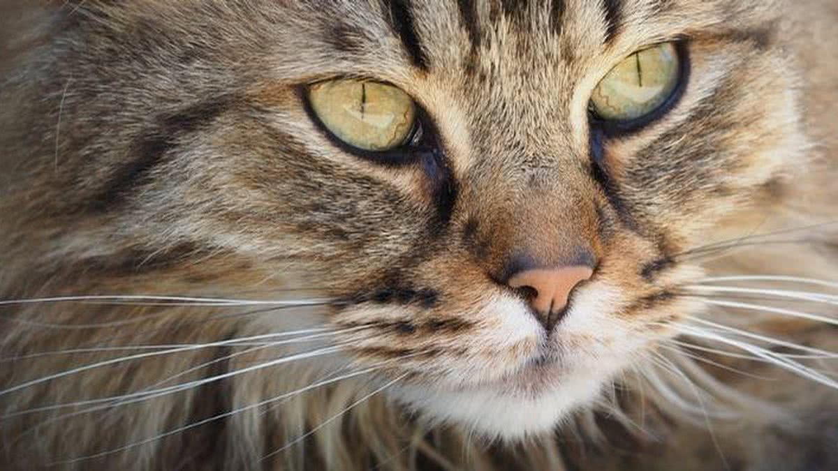 Descubra com quantos dias os gatos abrem os olhos