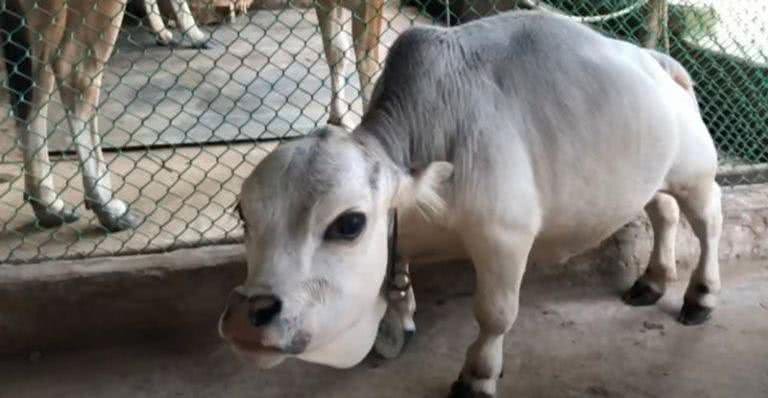Prestes a ser incluída no Guinness World Records, morre menor vaca do mundo - Reprodução/Youtube