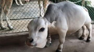 Prestes a ser incluída no Guinness World Records, morre menor vaca do mundo - Reprodução/Youtube
