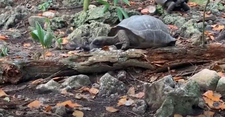 Vídeo mostra tartaruga caçando passarinho e cenas chocam; confira - Reprodução/Youtube