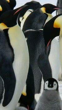 5 curiosidades sobre o Pinguim Imperador