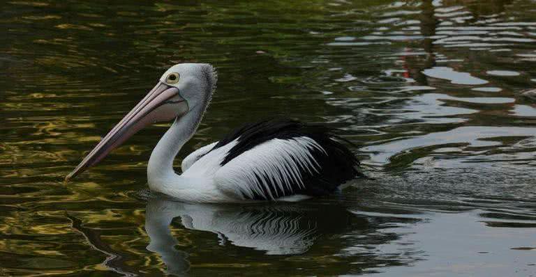 Pelicano em seu habitat natural - Pixabay