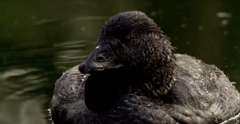 Conheça Ripper, o pato australiano que aprendeu a xingar - Reprodução/Youtube