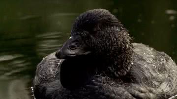Conheça Ripper, o pato australiano que aprendeu a xingar - Reprodução/Youtube