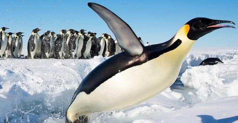 Pinguim-imperador em seu habitat natural - Wikimedia Commons