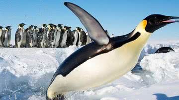 Pinguim-imperador em seu habitat natural - Wikimedia Commons
