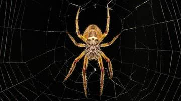 Aranha em seu habitat natural - Pixabay