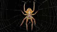 Aranha em seu habitat natural - Pixabay