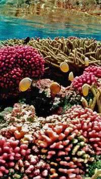 Como surgem os recifes de coral?