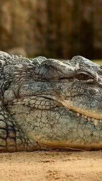 Os itens de 10 mil anos no estômago de um crocodilo