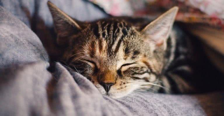Por que os gatos dormem tanto? - Pixabay