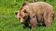 Urso em seu habitat natural - Pixabay