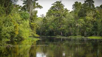 Bioma Pantanal - Pixabay