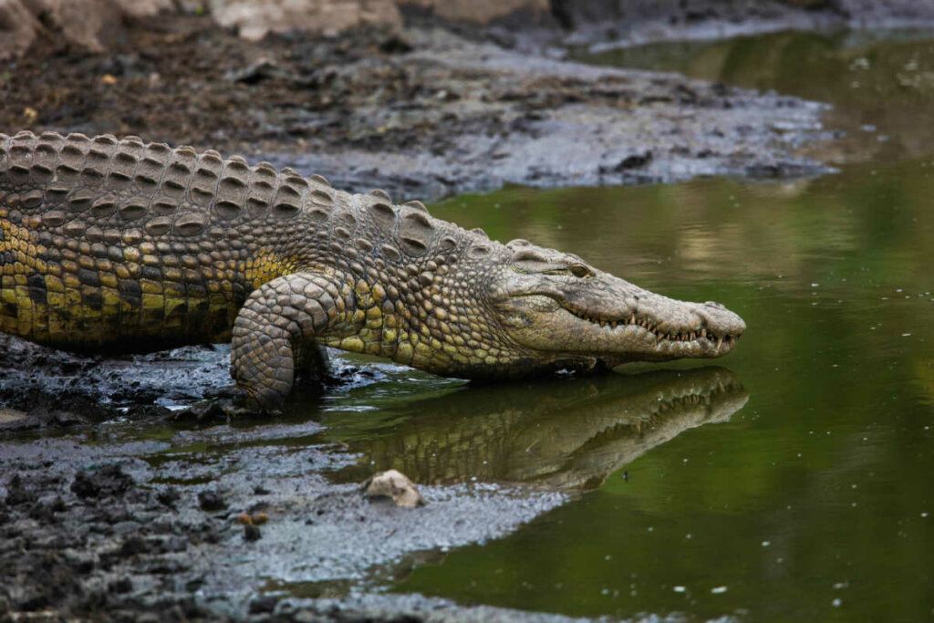 Crocodilo entrando em um rio
