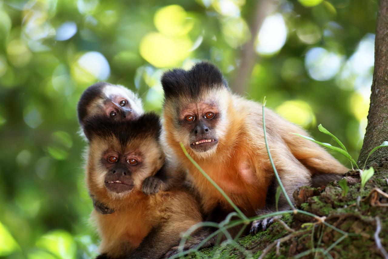 família de macaco-prego na árvore