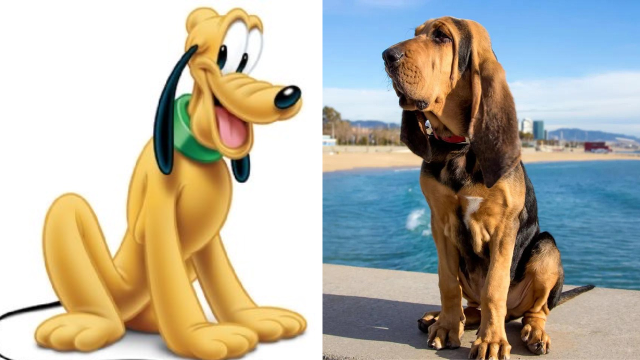 Pluto e um cão da raça bloodhund