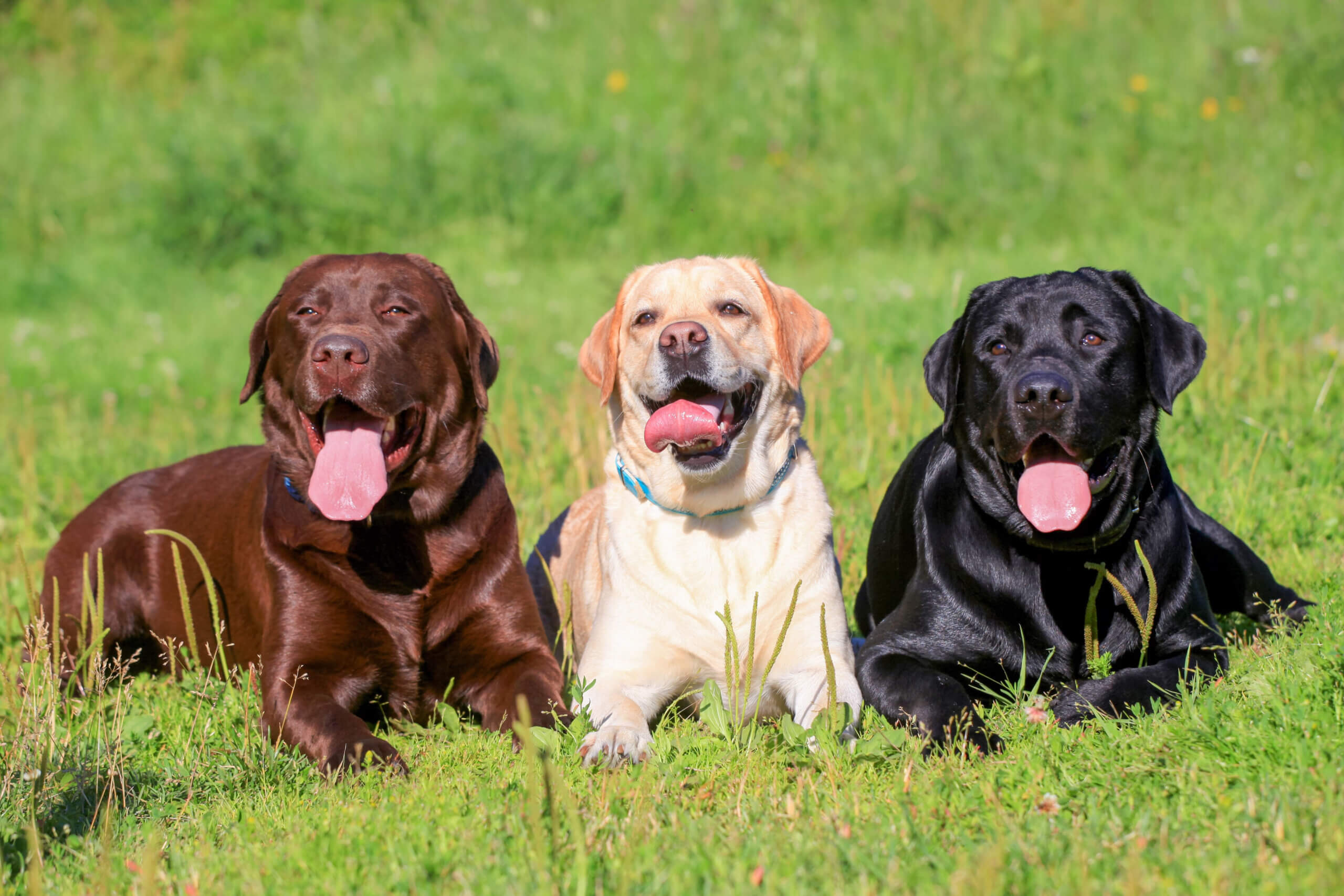 Guia de raças de Cães - Cão Nosso - Escola para Cães